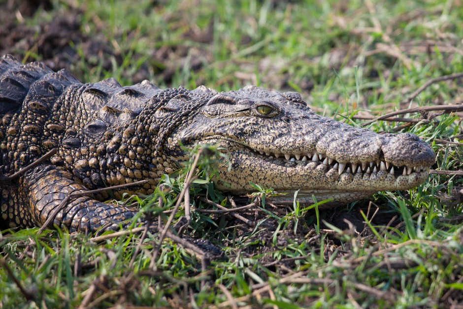 TÉLÉCHARGER CROCODILE DU BOTSWANGA CROCODILE DU BOTSWANGA